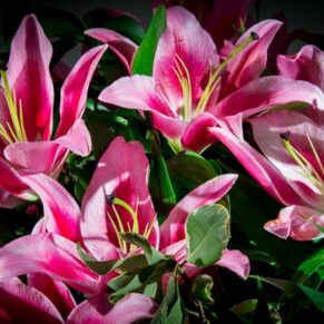 Lillies floral arrangement at Stoke Place wedding