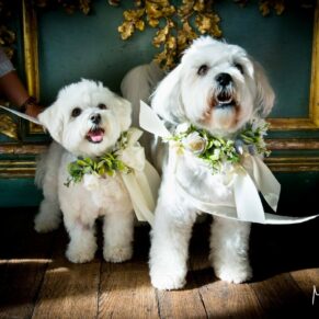 Cliveden House wedding images of these adorable pooches wearing their white ribbons for the day