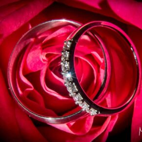 Close-up of the wedding rings on a perfectly formed red rose