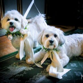Cliveden House wedding photography - two adorable pooches captured during the civil ceremony