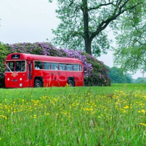 The red London buses arriving with all the guests onboard for the day's celebrations
