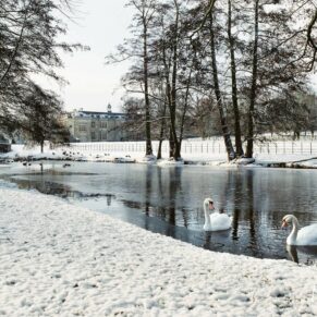 The swans on the lake in a wintery scene at Hartwell House