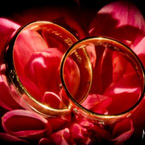 Wedding rings dramatically lit on delicate red rose