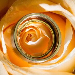 The rings placed onto a delicate yellow rose