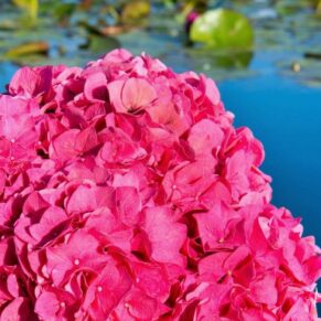 Hot pink bridal bouquet captured near the water's edge at The Grove Hotel
