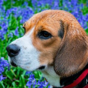 Dog portraits captured in a Chilterns bluebell wood in the Buckinghamshire countryside captured during a canine photography session