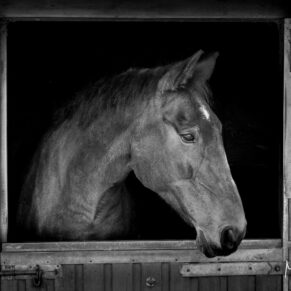 Striking black horse imagery taken at a Buckinghamshire stables during an equestrian portraits photography session