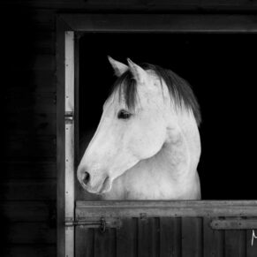 Canine portraits taken at a Buckinghamshire stables with the white horse framed by its doorway