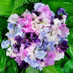 Sweet pea wedding bouquet placed on green foliage in the gardens at the gorgeous Chenies Manor