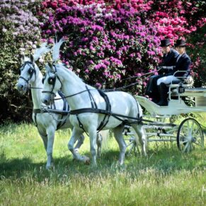 The horse and carriage captured in the Hedsor House wedding venue's colourful grounds