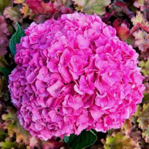 Stunning vibrant pink hydrangea bridal bouquet captured in the gardens of The Grove Hotel