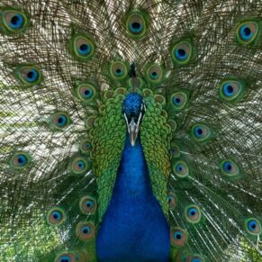 One of Pendley Manor Hotel's many peacocks poses perfectly for the camera during this summer wedding